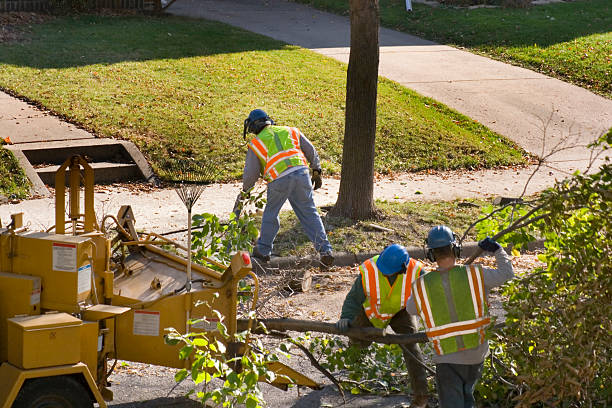  Kenly, NC Tree Removal and Landscaping Services Pros